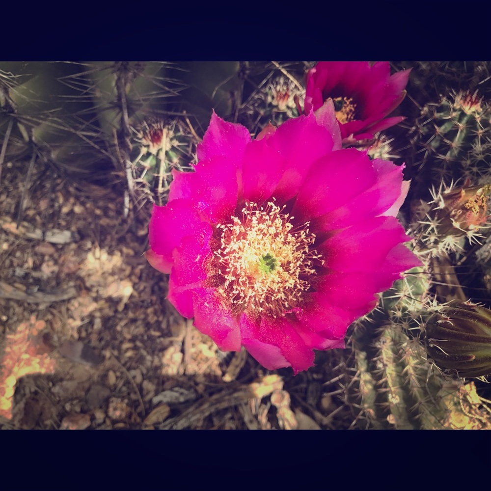 Anthropologie nude blanket cardigan